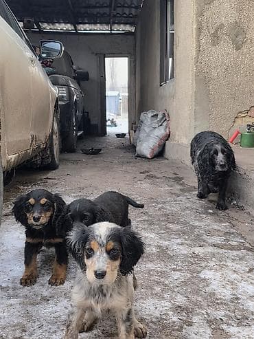 Щенки спаниеля - Помет от породистой мамы-спаниеля (на фото рядом с