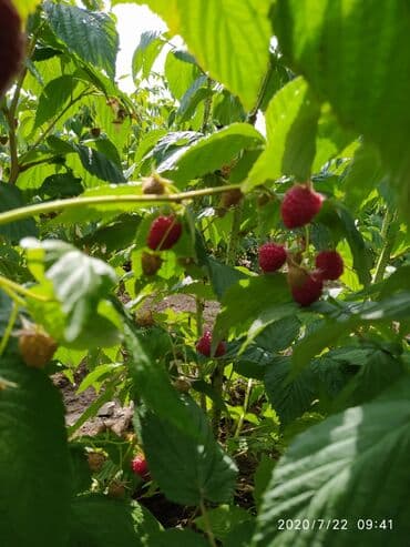 печь для отопления дома бишкек: Малинанын кочоттору сатылат!!! Сорт: Полька(ремонтантная). Кочоттор — 5