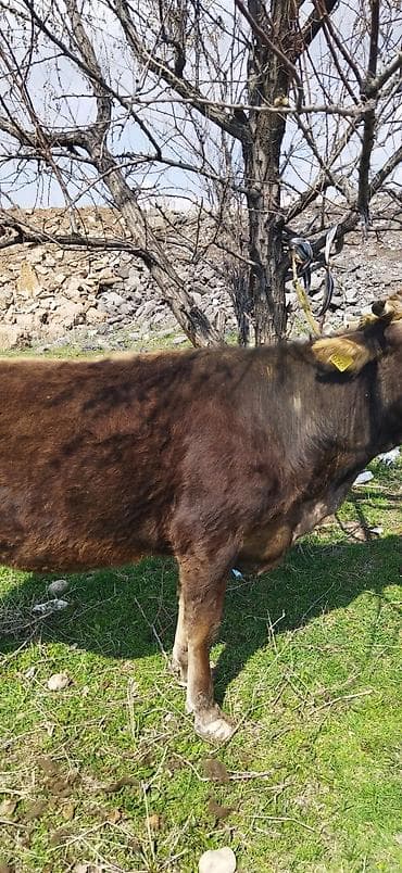 брама лаванда: Продаю | Корова (самка) | Для молока — 1