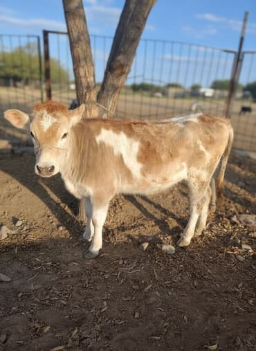 купить бычков оптом: Продаю | Тёлка | На откорм | Привязанные — 1