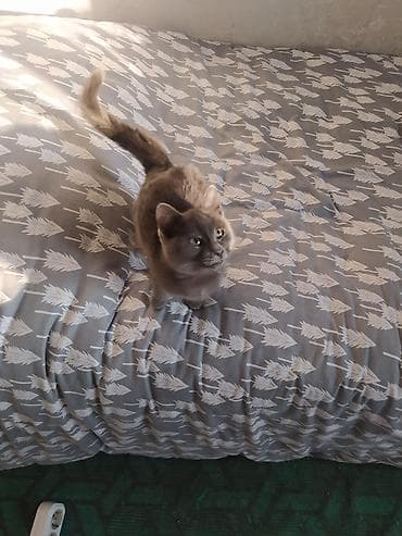 Находка и пропажа кошек: 8 месяцев, Мальчик, Приучена к лотку — 3