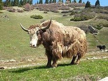 ищу работы бишкек: Топоз караган уй булосу бар киши керек ыссык кол тон районунда!!! — 1