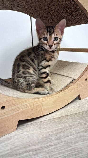 собака булдок: Бенгал, 2 айлык, Ургаачы, Лотокко барууга үйрөтүлгөн, Курттардан тазаланган, Документтери менен — 2