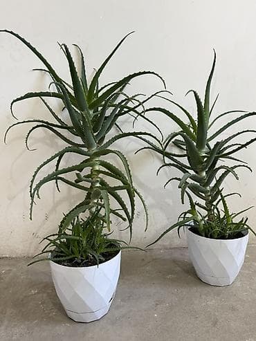 алоэ: Алоэ (суккулент) в горшке - Вид: алоэ с длинными мечевидными листьями — 6