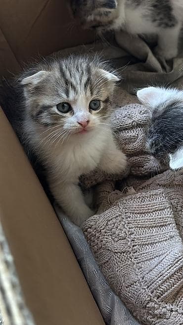 кошка породистый: 1 месяц, Мальчик, Серый, Метис — 6