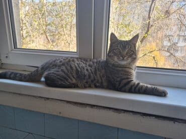 Аквариумдар: Котёнок-подросток с ярким тигровым окрасом (чёрные полосы на — 6