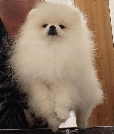 шпицы цена: Шпиц, 3 месяца, Самец, С родословной — 6