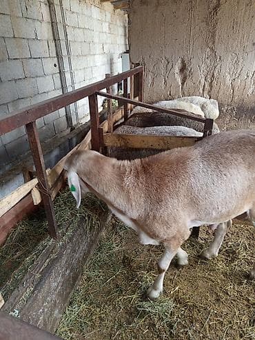 бенгальские кошки цена бишкек: Продаю | Баран (самец) | На забой | Осеменитель — 2