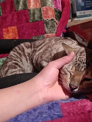 Бенгальская кошка.Цена договорна. Описание: - Короткая, плотная