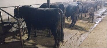 усыпление животных бишкек: Продаю | Бык (самец) | На откорм | Привязанные — 1