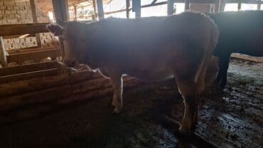 Ветеринар кызматы: Сатам | Кунаажын | Бордоп семиртүү үчүн | Байланган — 3