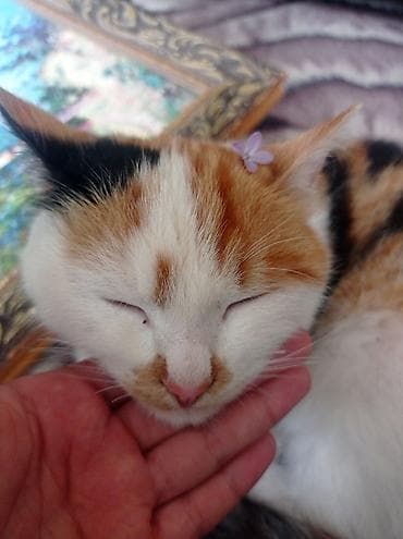 американская короткошерстная кошка купить: Трёхцветная кошка отдам даром девочка очень красивый котик приручен к — 1