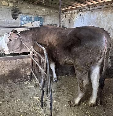 дакан короз шамо: Продаю | Тёлка | Симментальская | Племенные — 1