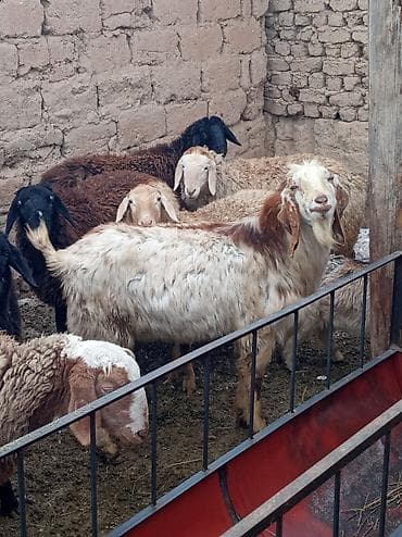 оптом кой козу: Сатам | Теке (эркек) | Көбөйтүү үчүн | Асыл тукумдуу — 5