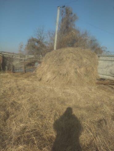 комбикорм для кроликов: Сено в стпожке - Натуральное луговое сено, скошено и высушено на — 1