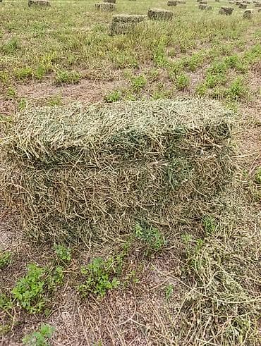 прием кукурузы: Сено в тюках (прямоугольные тюки) - Заготовлено на поле, сушилось — 1