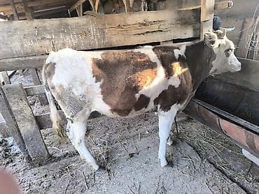 бык: Продаю | Тёлка | Алатауская | Для разведения | Не стельные — 5
