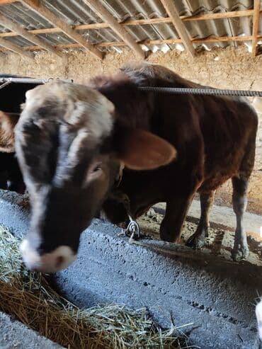 отдам в добрые руки собаку: Продаю | Бык (самец) | Для разведения | Племенные — 6