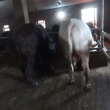 продается кашара: Продаю | Бык (самец) | Ангус | Для разведения | Племенные — 1