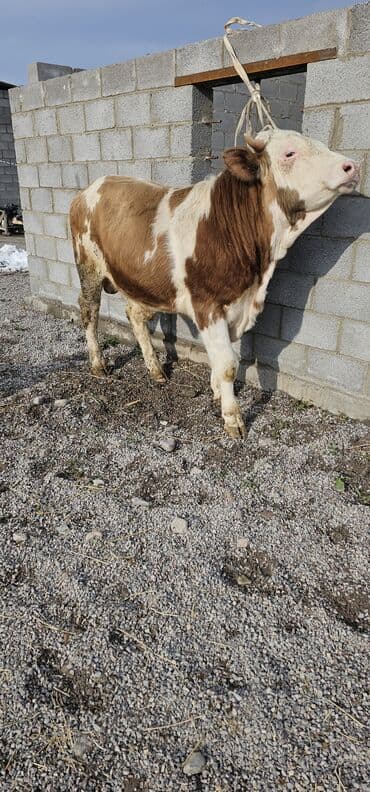 сколько стоит кошка в бишкеке: Продаю | Корова (самка), Бык (самец), Тёлка | Монбельярд | Для разведения, Для молока | Осеменитель — 3