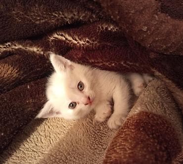 bb kitty бишкек: Мышык бекер берилет: Ангор, 1 айлык, Ургаачы — 2
