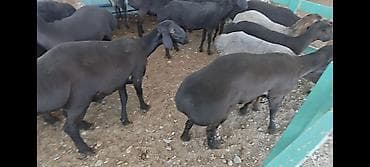 натуральный мёд: Продаю | Овца (самка) | Для разведения | Племенные — 3
