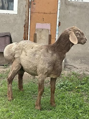 дакан шамо: Продаю | Баран (самец) | Эдильбаевская | Для разведения — 3