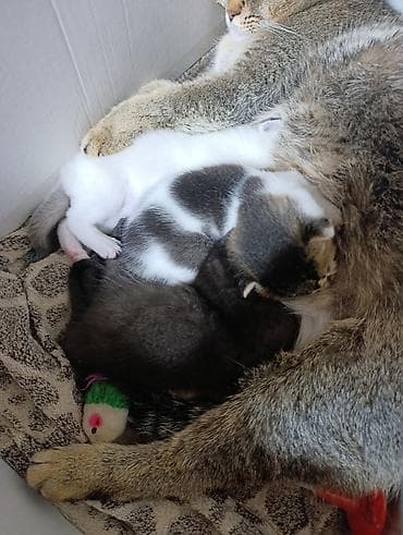 балинезийская кошка: Очаровательные котята от домашней кошки Описание: - Помёт — 3