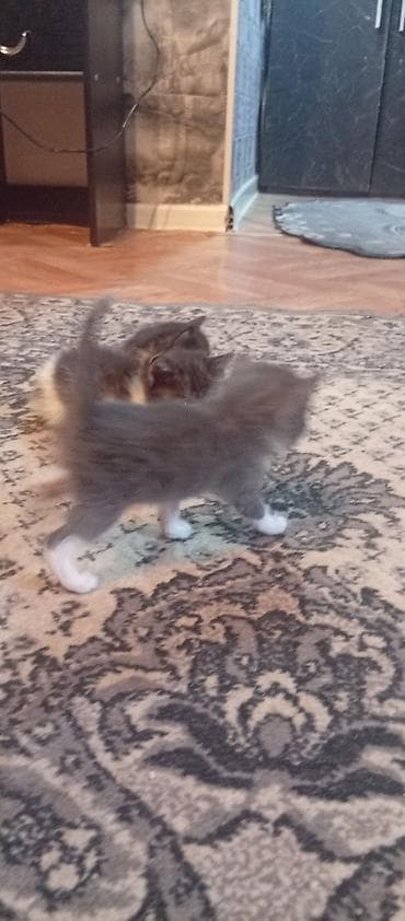 котята шотландские вислоухие купить: КАРА-БАЛТА отдам котят в хорошие руки, кушают сами приучены к лотку — 3