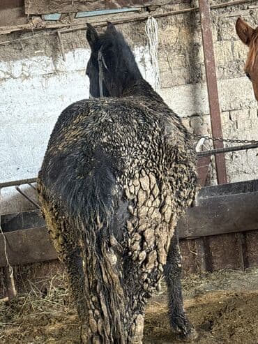 продажа коней: Продаю | Кобыла (самка), Конь (самец) | На забой — 2