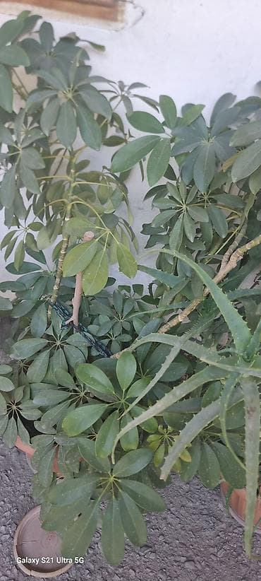 кофейное дерево комнатное: Шефлера (Schefflera arboricola) в горшках - Кустовые растения с — 1