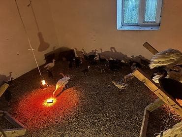 куриные головы: Продаю | Индюшата | Полукровка | На забой — 2