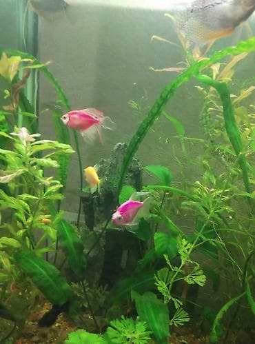 Үй жаныбарлары үчүн товарлар: Продаю аквариум полный комплект на 50 литров в комплект аквариума — 3