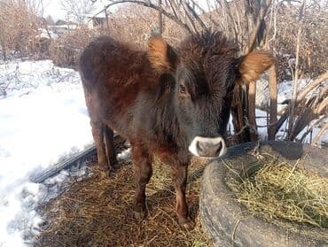 эчки сути сотилади: Сатам | Уй (ургаачы), Кунаажын — 1