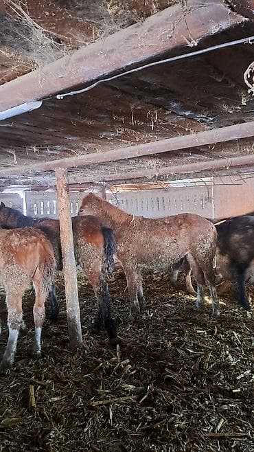 жылкы жаныбар: Сатам | Байтал, Тай — 3