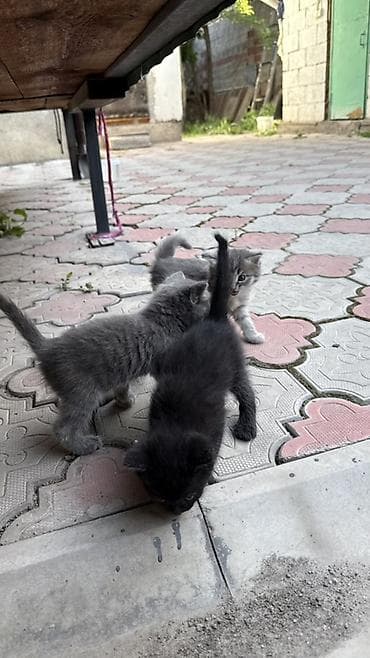Отдам даром кошку: Отдам котят в добрые руки даром. Котята, домашние, пушистые серые — 5