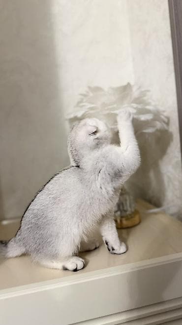 бенгалы котята: Продаются шотландские котята. Скоттиш Фолд. Девочка. Серебристая — 2