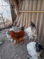 сколько стоит бульдог: Петухи брама 5 месячные в Канте,крупные на племя — 5