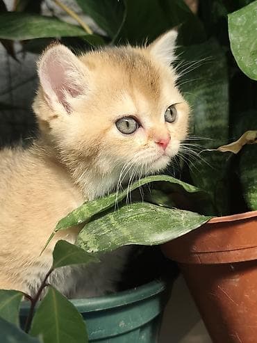 кошка котёнок: Очаровательные котята с золотистым окрасом шиншилла/голден (короткая — 9