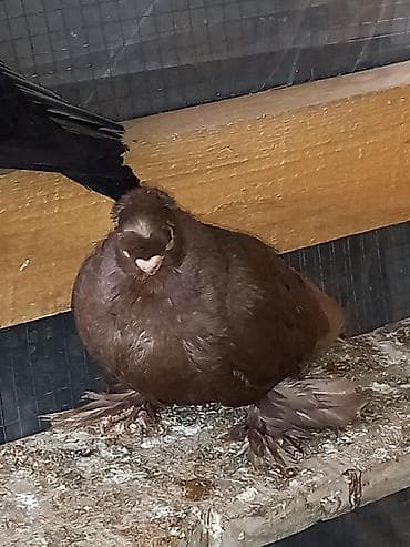 дикий голуб: Порода голубку ореховый двухчубую малоносою декоративный пухогрудый — 6