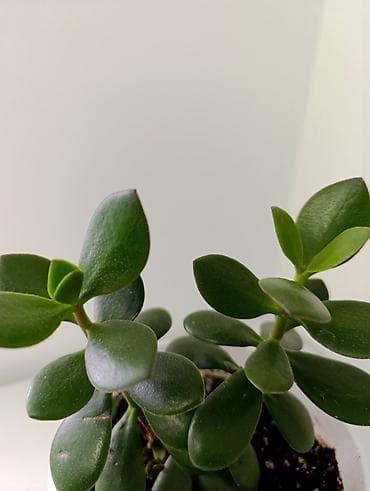 hero 4 session: Суккулент «Денежное дерево» (Крассула овата) в горшке. - Компактный — 3