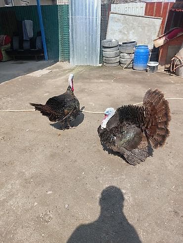 комнатные собаки: Продаю | Индюк (самец) | Для разведения | Племенные — 4