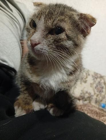 далматинец собака: Американская короткошёрстная, 2 месяца, Девочка — 7
