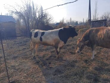 щенки стаффордширского терьера купить: Продаю | Бык (самец) | Голштин | Для разведения | Племенные — 7