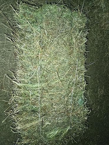 Услуги ветеринара: Сено в тюках (прямоугольные кипы) - Состав: луговое сено с высоким — 1