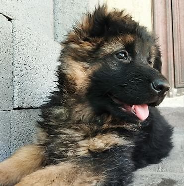 купить фокстерьера: Немецкая овчарка, 1 месяц, Самка, С прививкой, С родословной — 5