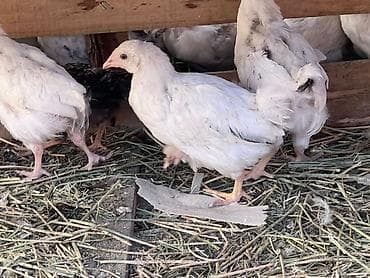 курица несушки: Продаю | Цыплята | На забой — 6