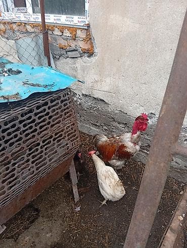 Үй жаныбарлары: Продам петуха,9 месяцев цена 1000 сом — 2