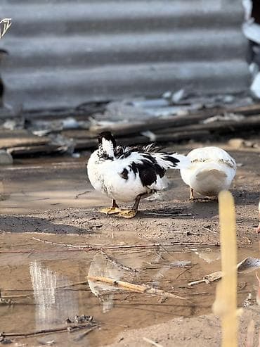 Индоутки (мускусные утки), разноцветные окрасы: черные, бело‑черные — 7