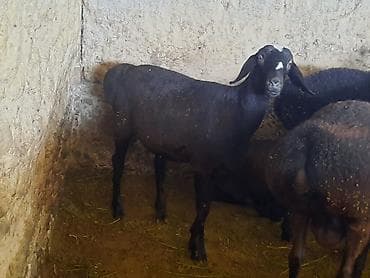 ветеринар на дом бишкек: Стришка овец (кой кыркабыз) тарак, бычактарын курчутабыз.тел — 2